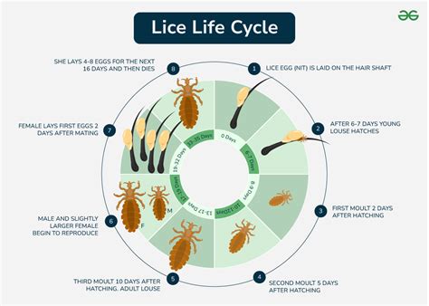 artemide lice|Head Lice: Their Life Cycle, Their Treatment, and Prevention.